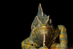 Veiled chameleon (Chamaeleo calyptratus).jpg