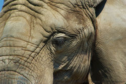 Elefante africano (Loxodonta africana).jpg