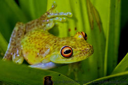 Teresopolis Treefrog (Aplastodiscus arildae).jpg