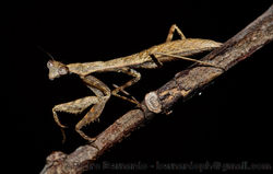 Praying mantis (1).jpg