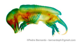 Armadillo Embryo (Dasypus novemcinctus)  - Clear and Stained technique.jpg