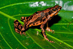 Hoogmoed's Harlequin Frog (Atelopus hoogmoedi) (1).jpg