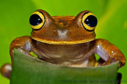 Atlantic Forest Treefrog (Bokermannohyla hylax).jpg