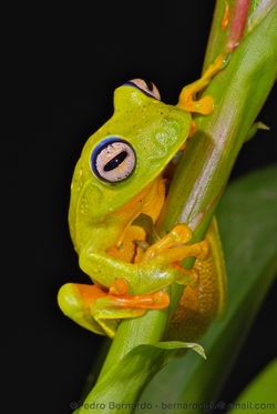 White-edged Treefrog (Hypsiboas albomarginatus) (1).jpg