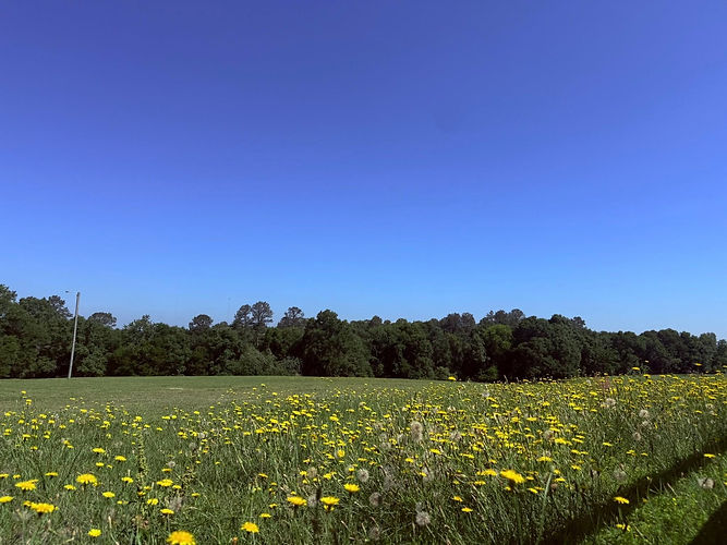dandelions.jpg