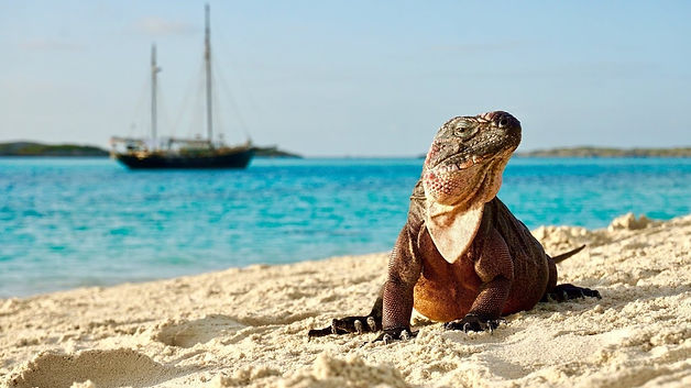 Iguana .jpeg