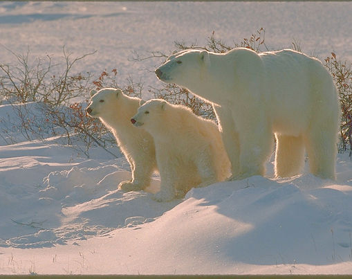 Polar Bear Mother Cub Communication