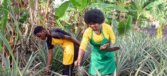 Two African female farmers, business women or entrepreneurs working on a farm in preparati
