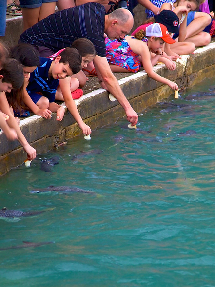 Kids and families hand-feeding wild fish at Aquascene, Darwin