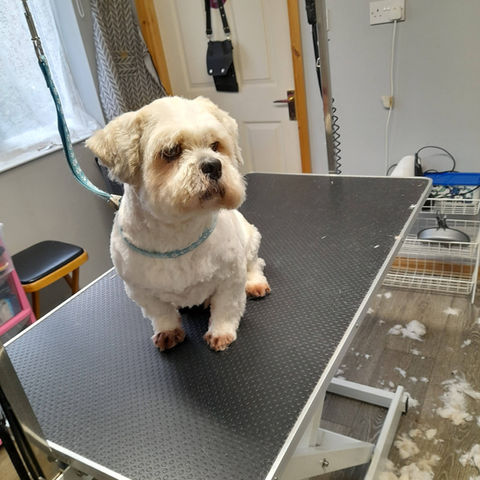 Happy dog enjoying a fresh groom at Diamond Dogs Grooming in Kingsley