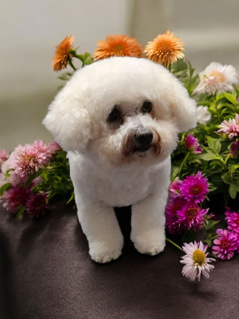 Smiling dog after a one-to-one grooming session in Kingsley