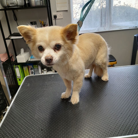 Well-groomed dog with shiny coat at Diamond Dogs Grooming