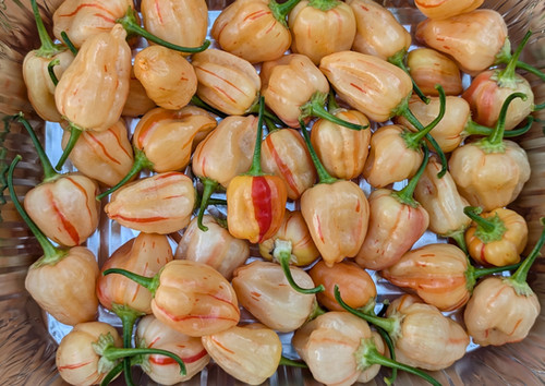 Peppa Peach Stripey ML (pepper seeds) | PDX Peppers