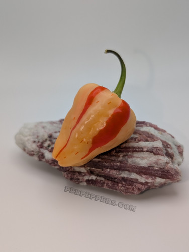 Peppa Peach Stripey ML (pepper seeds) | PDX Peppers