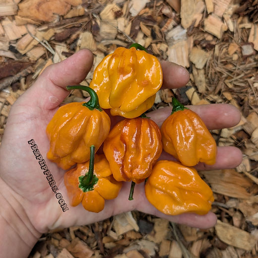 RARE | PDX Peppers
