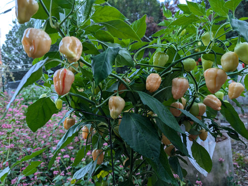 Peppa Peach Stripey ML (pepper seeds) | PDX Peppers