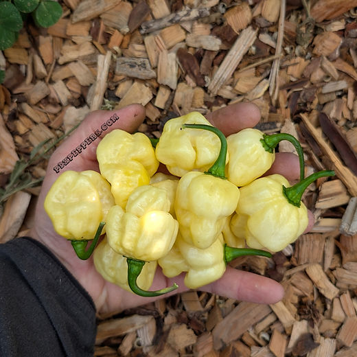 Cheesy Poofs F6 (pepper seeds) | PDX Peppers