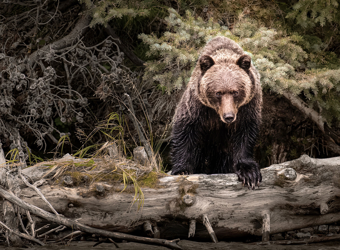 Nikki Baxendale - Untamed Connection