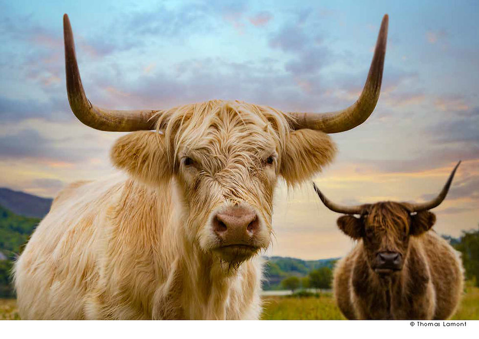 Thumbnail: 2023 Calendar - Highland Coos