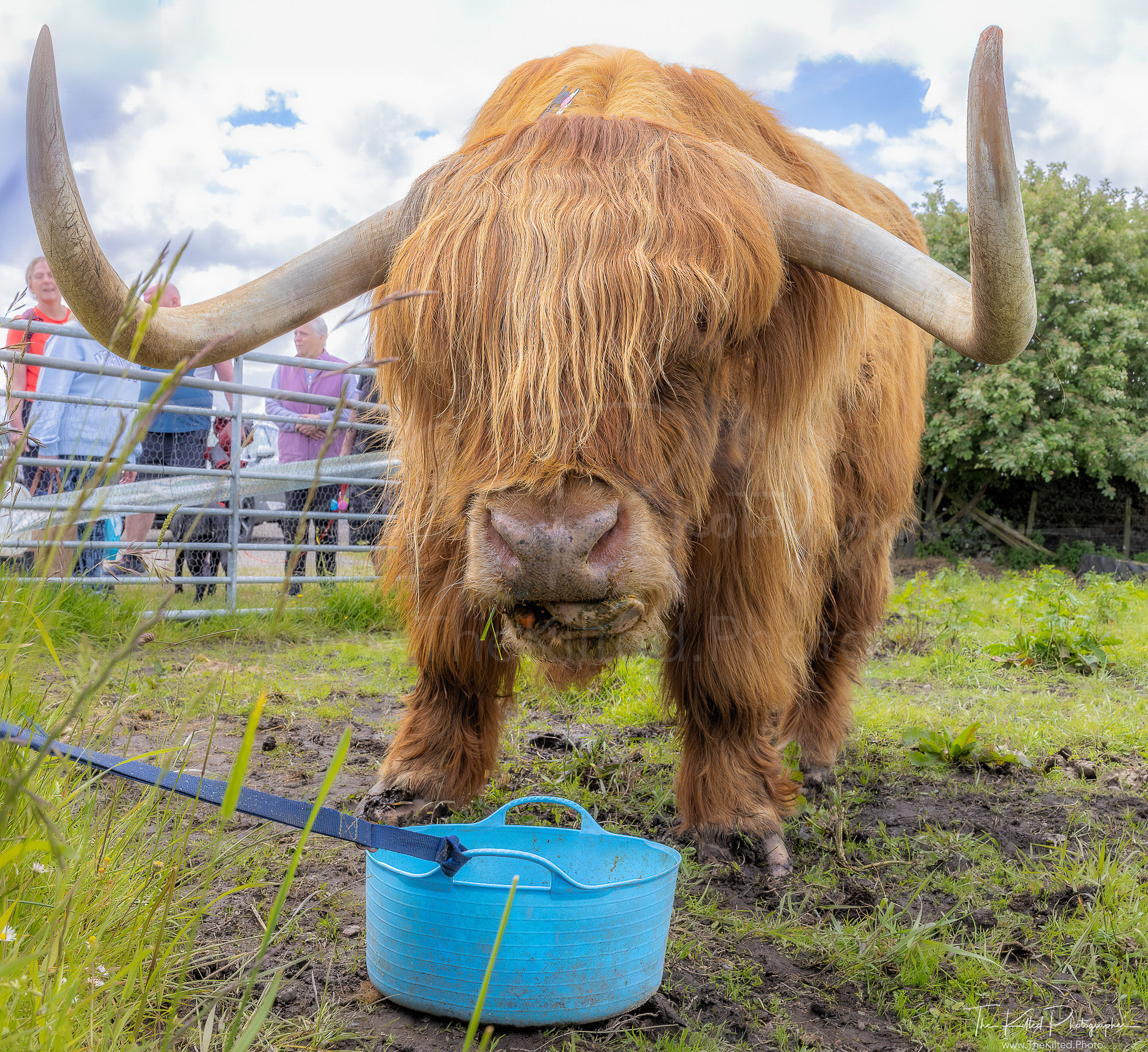 IMG01177 - Murdo the Heilan Coo