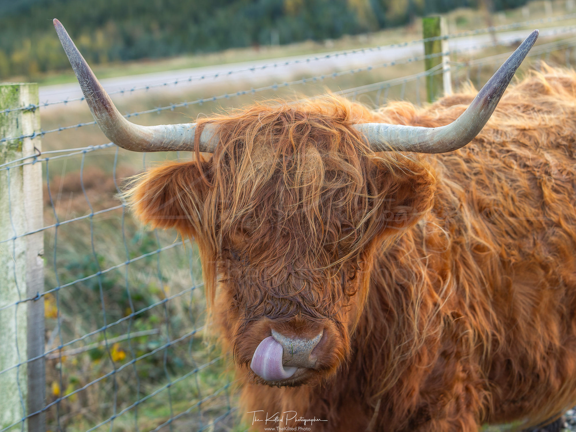 IMG00768 - Highland Coo