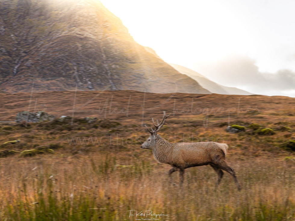 IMG00649 - Stag at Glen Coe