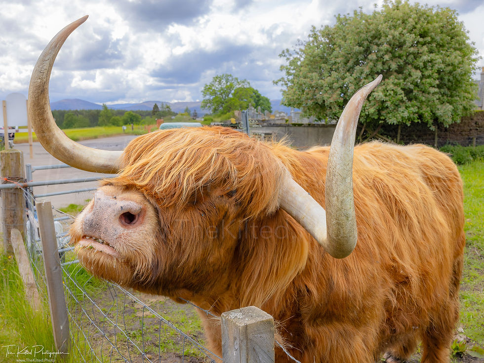 IMG01328 - Murdo the Heilan Coo