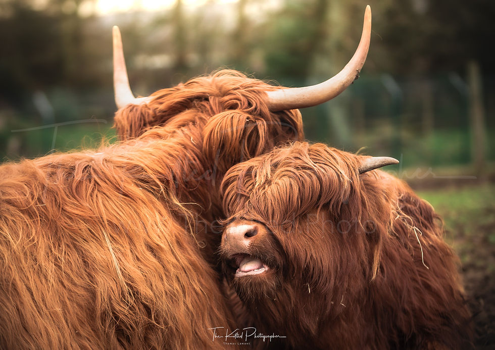 IMG00248 - Cuddling Coos