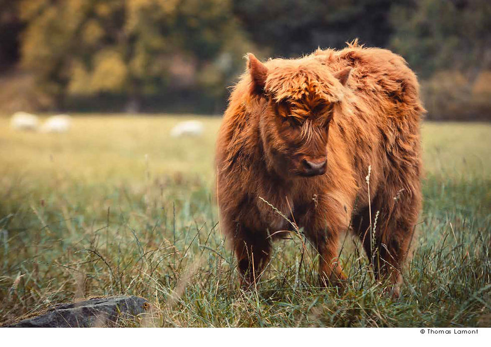 Thumbnail: 2023 Calendar - Highland Coos