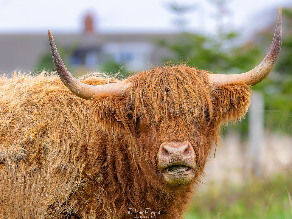 IMG01496 - Highland Coo
