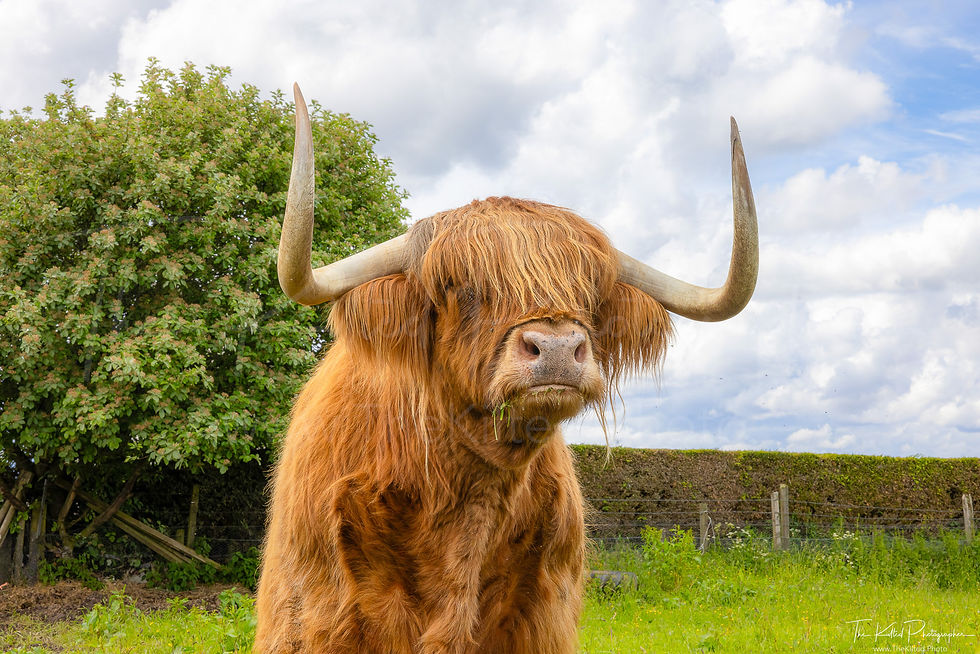 IMG01326 - Murdo the Heilan Coo