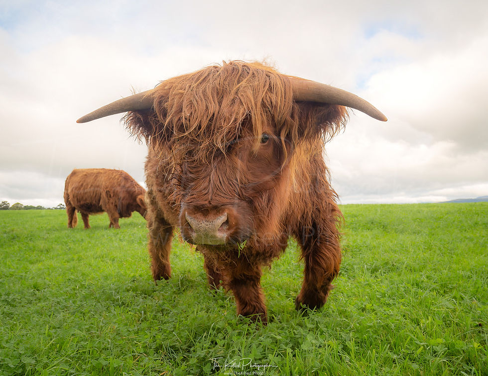 IMG00595 - Munro the Highland Coo