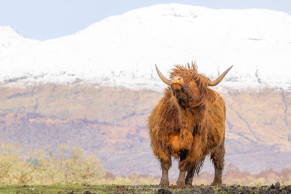 IMG00902 - Highland Coo