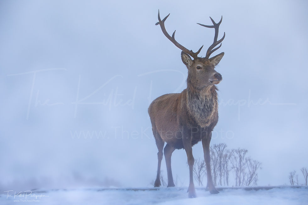 IMG00100 - Standing Proud Stag Stag