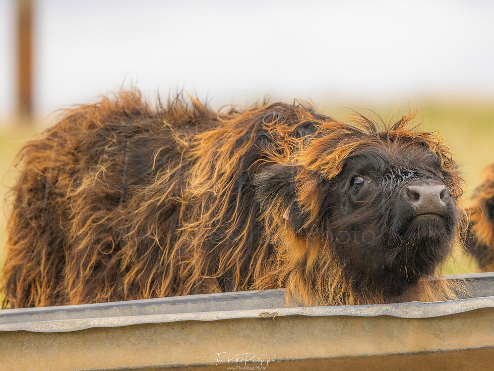 IMG01486 - Highland Coos