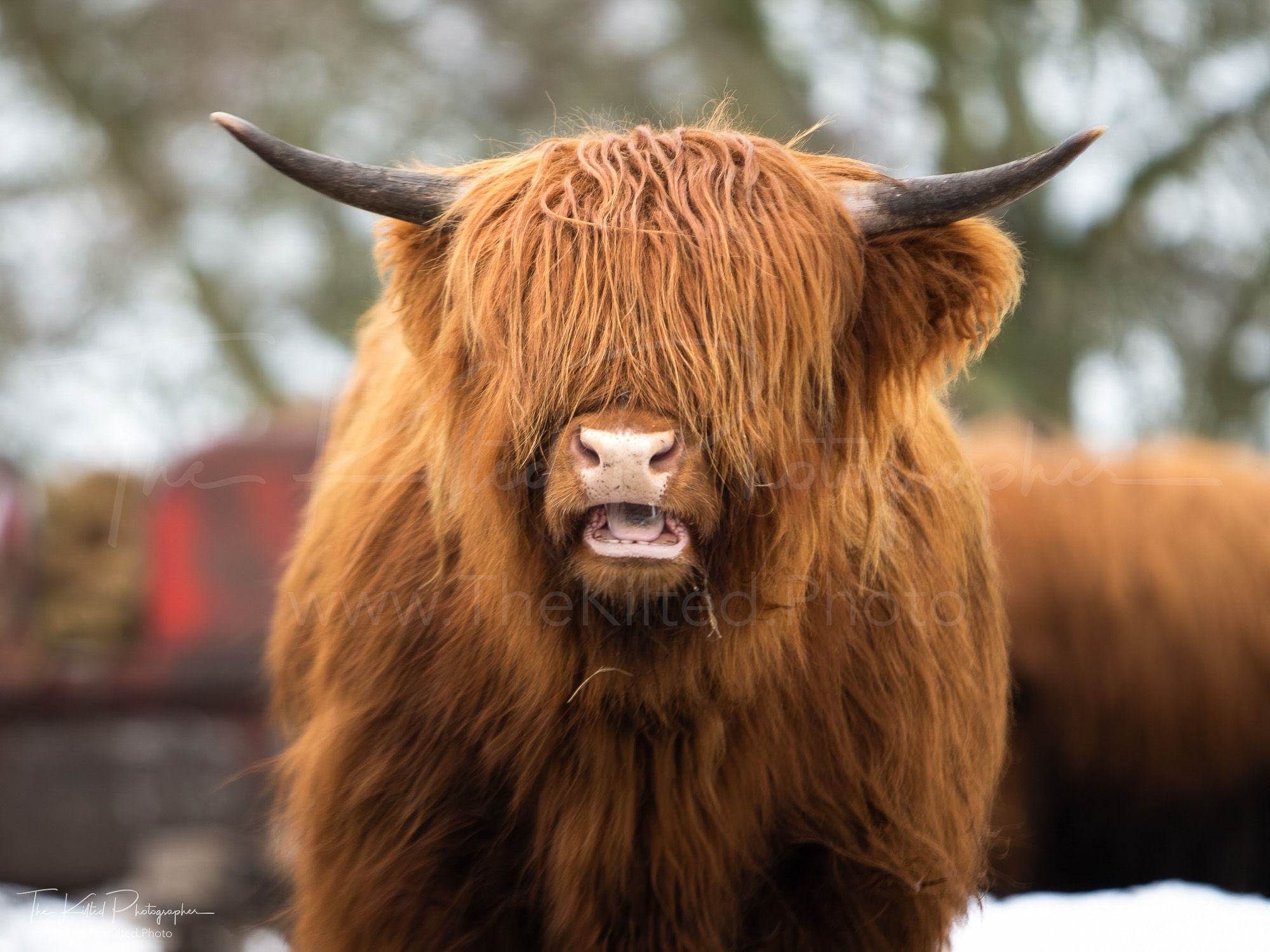 IMG00210 - Highland Coo
