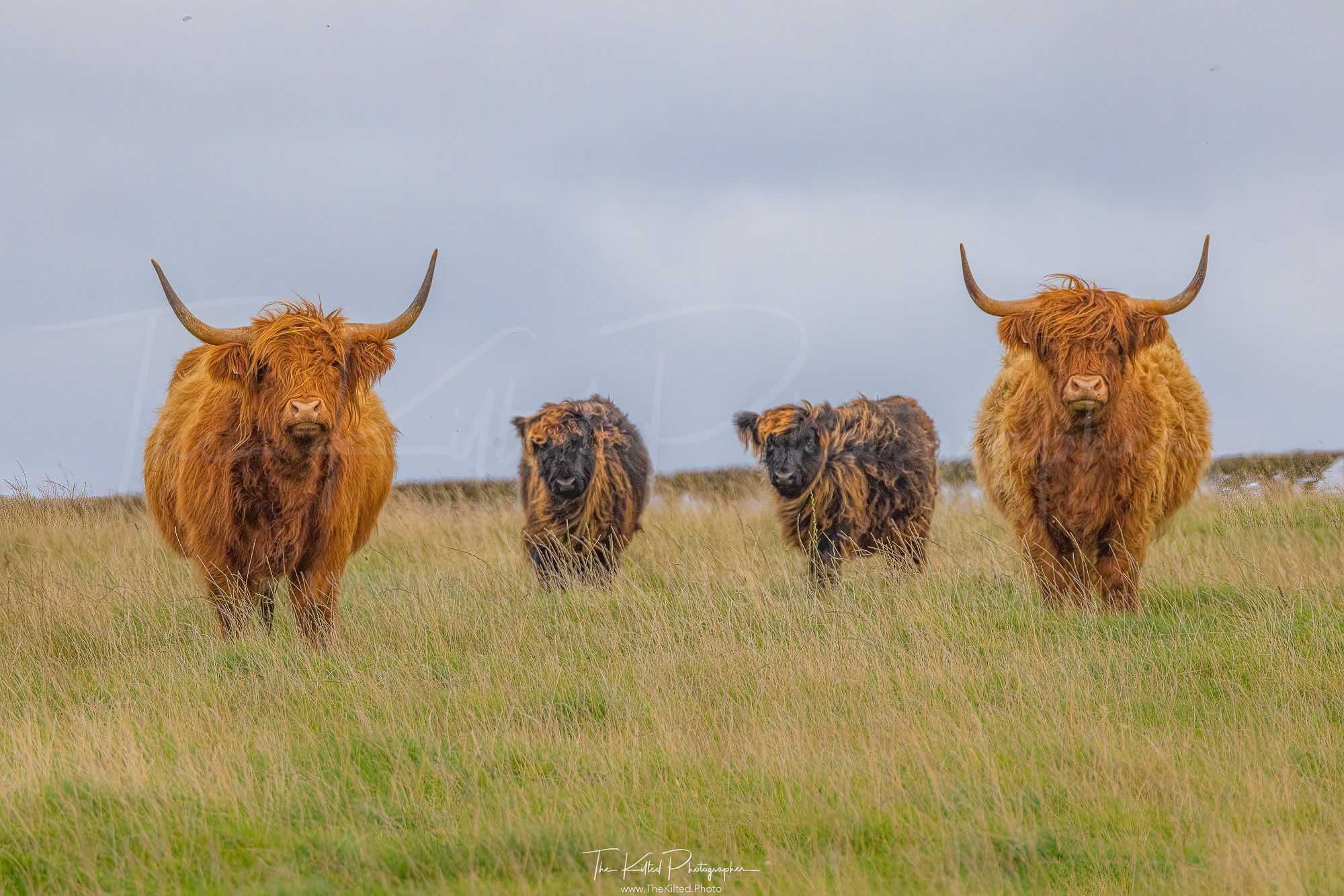 IMG01475 - Highland Coos