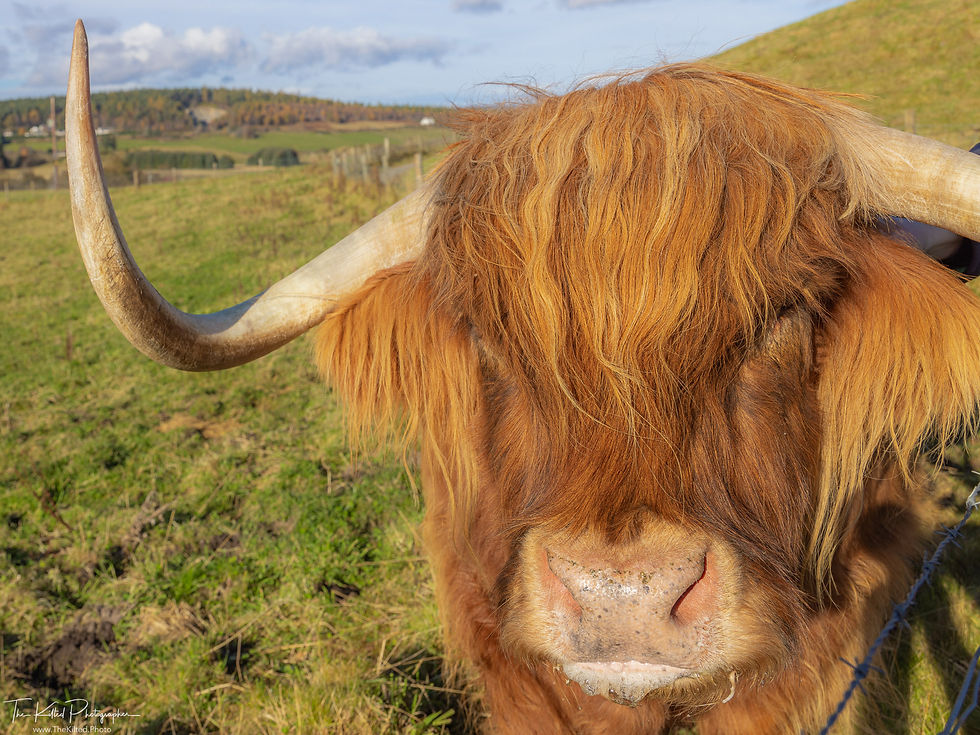 IMG01439 - Murdo the Highland Coo.