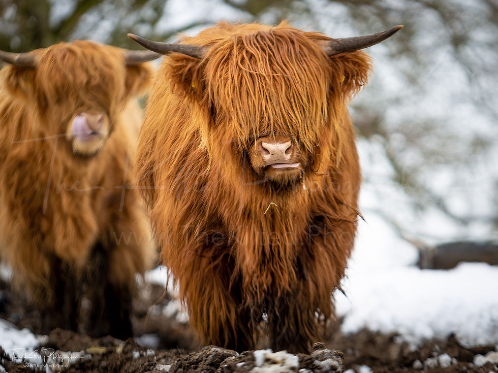 IMG00122 - Highland Coo