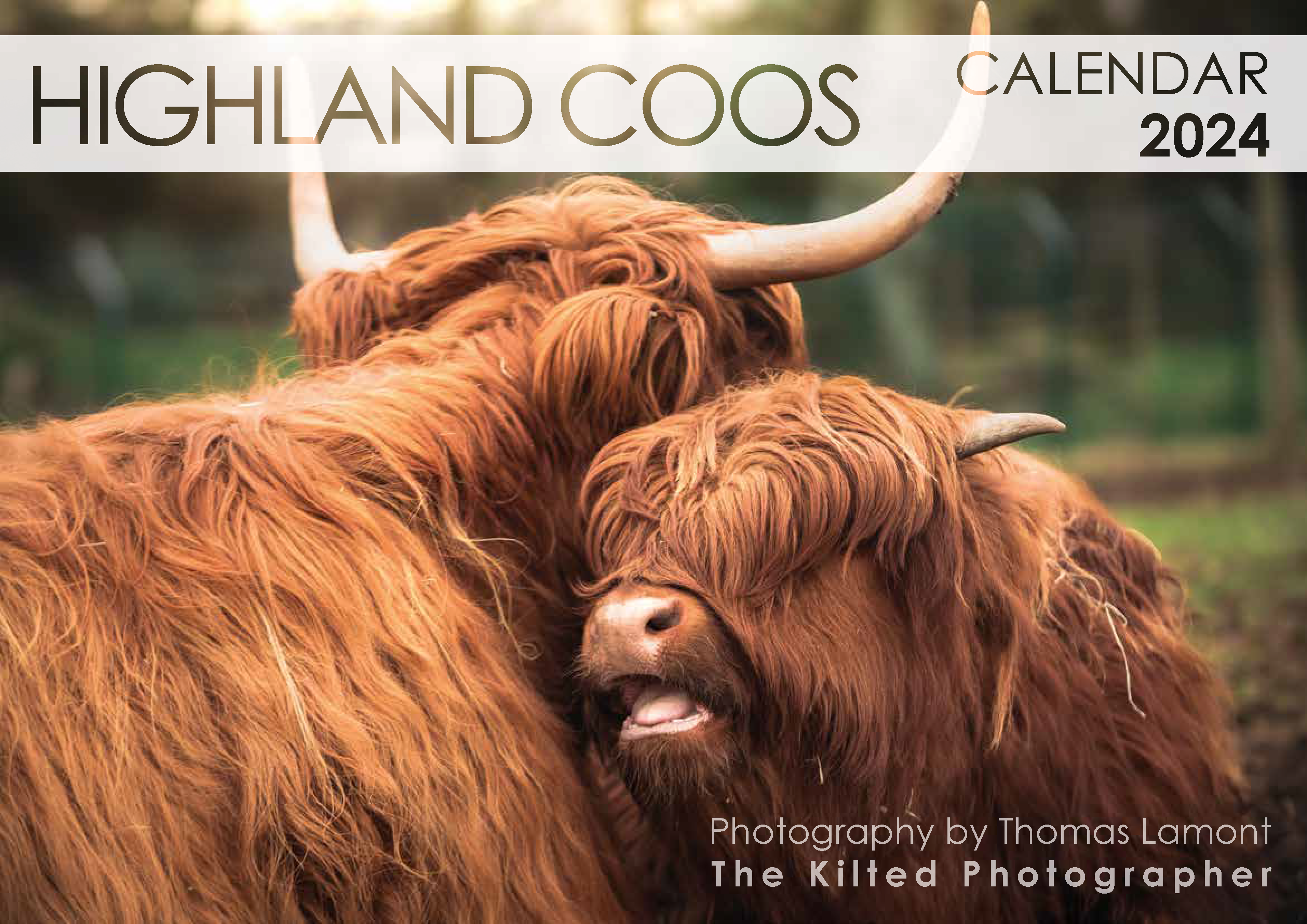 2024 Calendar - Highland Coos