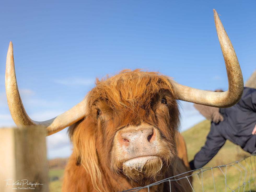 IMG01438 - Murdo the Highland Coo