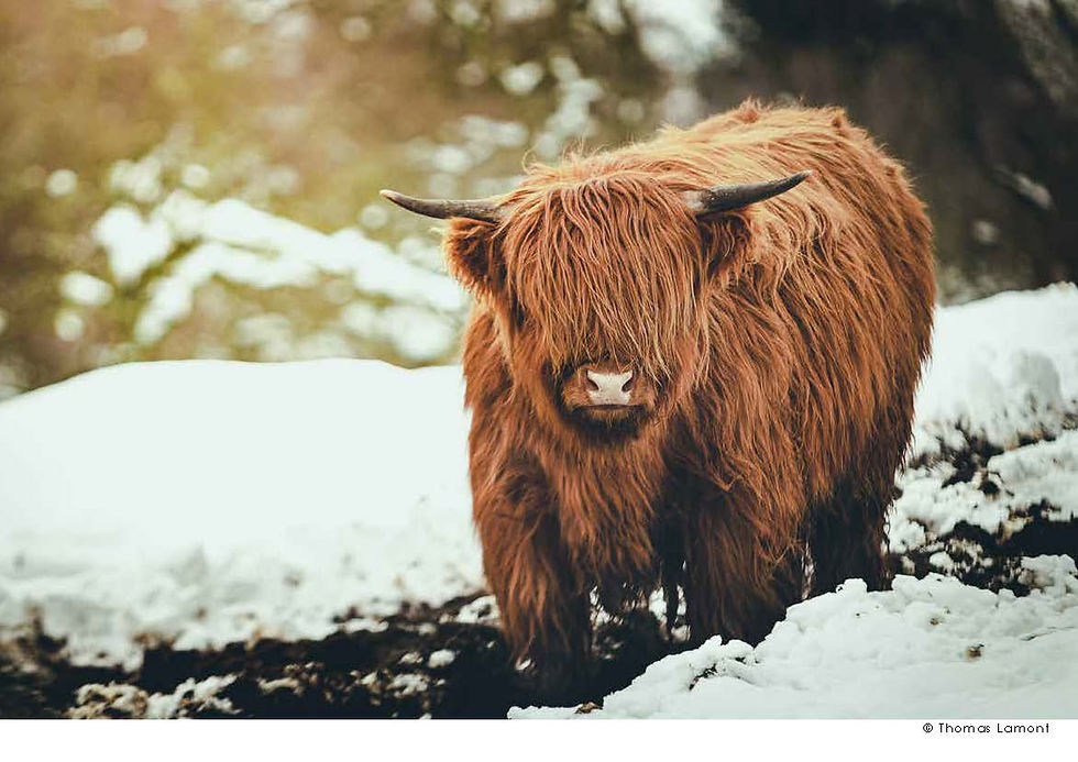 Thumbnail: 2022 Calendar - Majestic Scotland