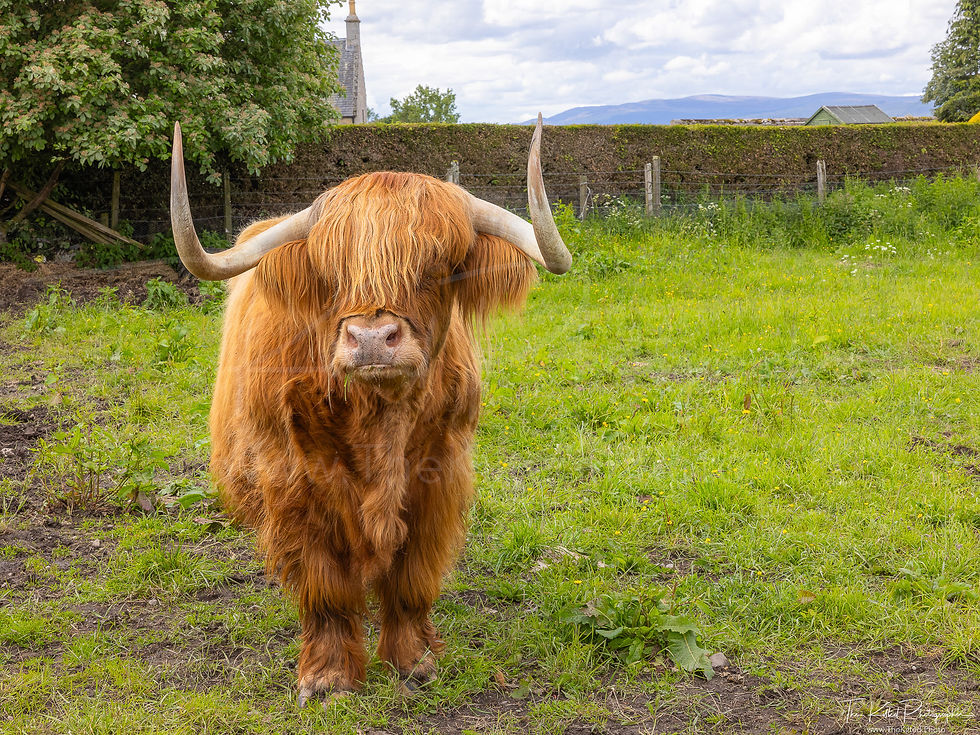 IMG01327 - Murdo the Heilan Coo