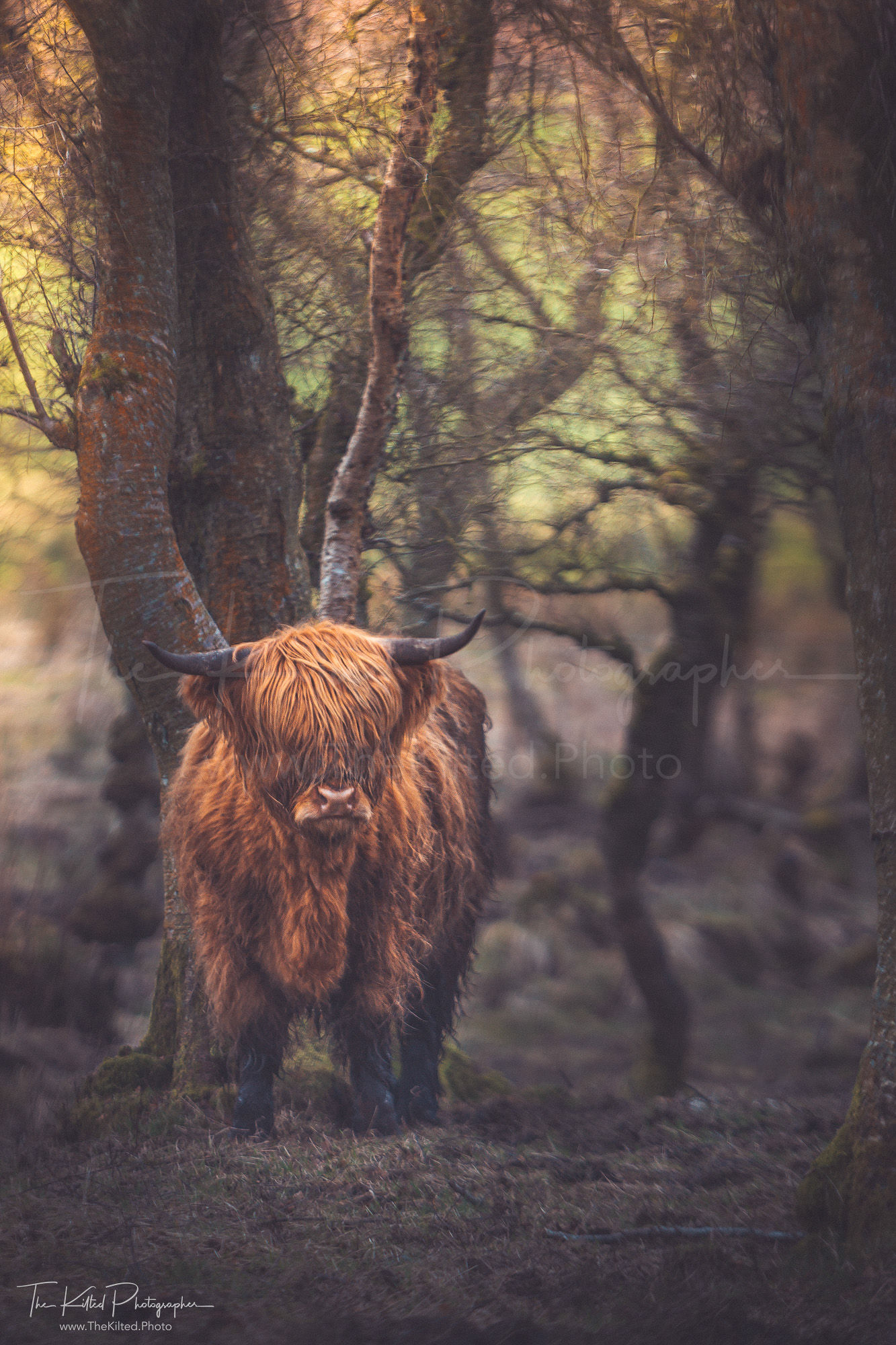 IMG00073 - Highland Coo