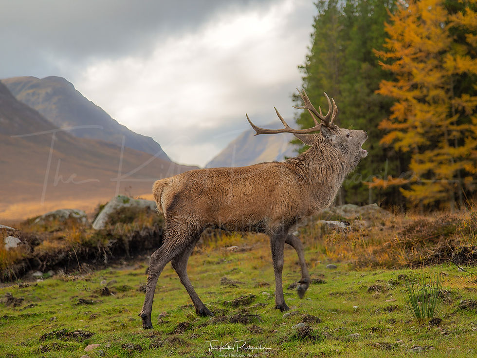 IMG00646 - Stag at Glen Coe