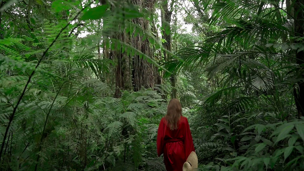 tourism-rainforest-eastern-dorrigo-2.mp4