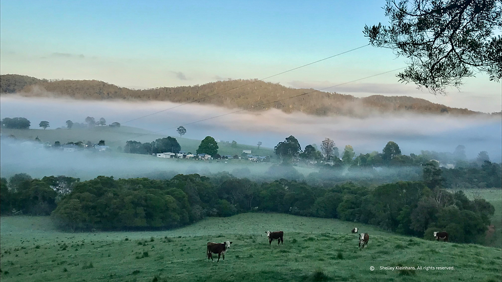 Eastern-Dorrigo-Shelley-Kleinhans 3.png