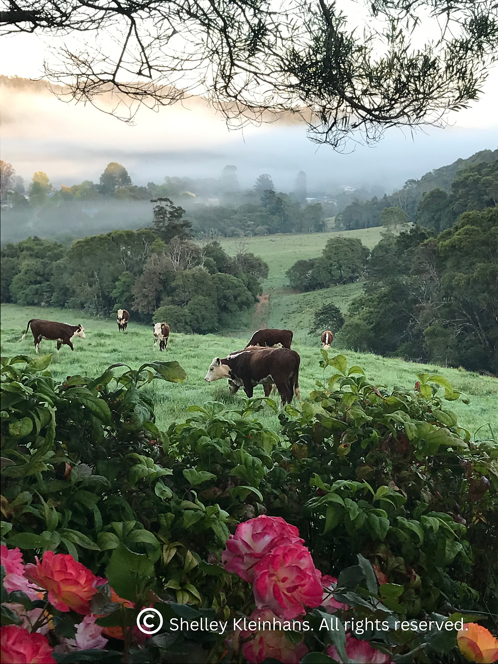 Misty mornings greet me every day on our beautiful mountain.