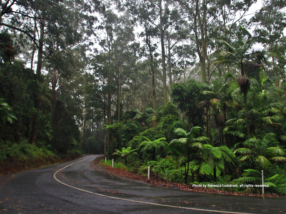 Rainforest ©Rebecca Ludstrom_edited.jpg