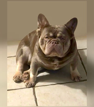 New Shade Isabella Tan French Bulldog